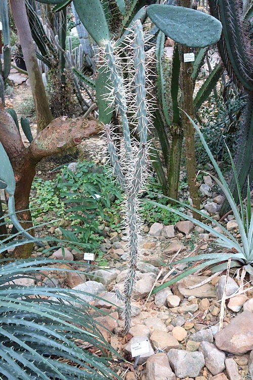 Cylindropuntia molesta cactus in Botanischer Garten Dresden.
