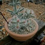 Cactus met cilindrische groene stengels en gele bloemen in bloei.