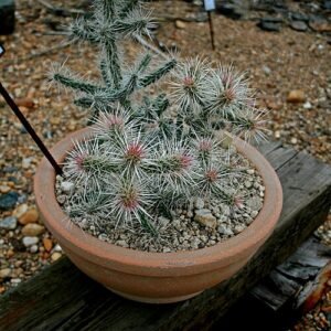 Cactus met cilindrische groene stengels en gele bloemen in bloei.