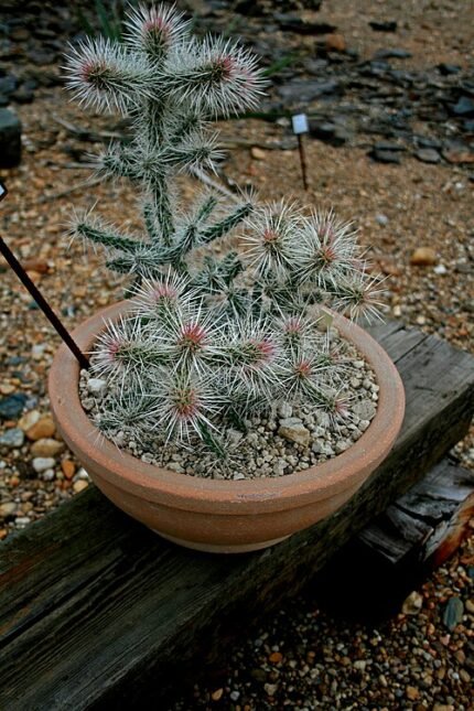 Cactus met cilindrische groene stengels en gele bloemen in bloei.
