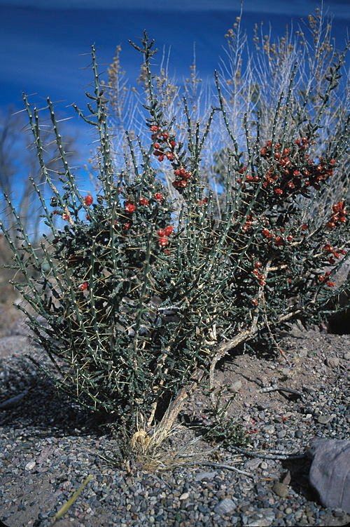 Cactus met dunne cilindrische stelen en gele bloemen in woestijnlandschap.
