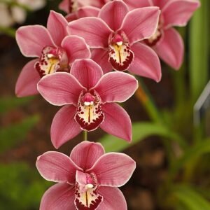 Beautiful pink Cymbidium orchids in full bloom against a green background.
