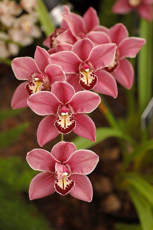 Beautiful pink Cymbidium orchids in full bloom against a green background.