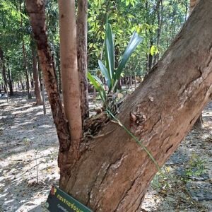 Cymbidium bicolor orchidee bloemen in wit en roze met groene bladeren.
