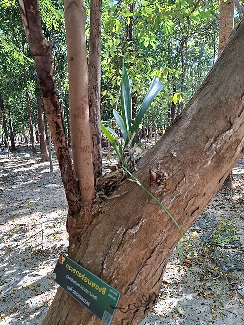 Cymbidium bicolor orchidee bloemen in wit en roze met groene bladeren.