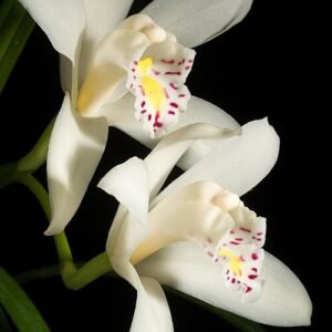 Witte Cymbidiinae orchidee met groene bladeren en delicate bloemblaadjes.