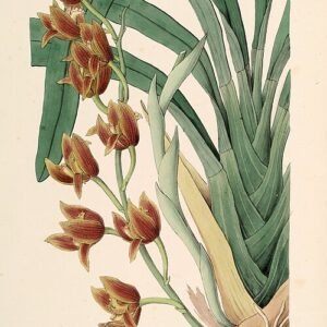 Cymbidium iridioides orchidee in bloei met groene en witte bloemblaadjes tegen een donkere achtergrond.