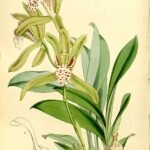 Tijgerorchidee met witte en paarse bloemen en groene bladeren.