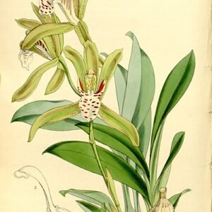 Tijgerorchidee met witte en paarse bloemen en groene bladeren.