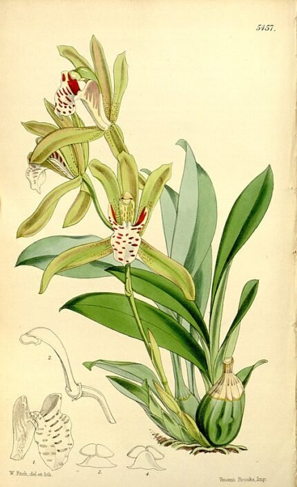 Tijgerorchidee met witte en paarse bloemen en groene bladeren.