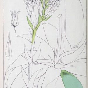 Graceful Dudleya cymosa vetplant with green leaves and white flowers.