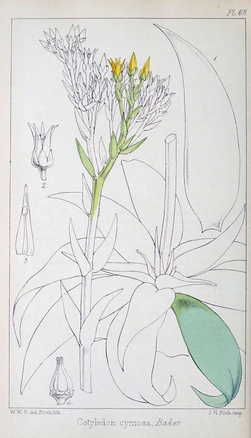 Graceful Dudleya cymosa vetplant with green leaves and white flowers.