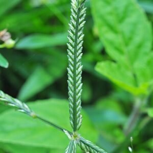 Dichtbegroeide Cynodon gras met groene bladeren en lange uitlopers.