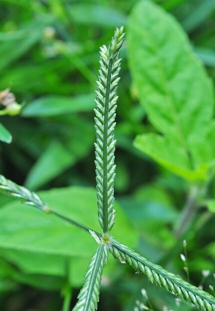 Dichtbegroeide Cynodon gras met groene bladeren en lange uitlopers.