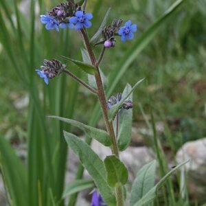 Anchusa barrelieri bloeiende blauwe wilde bloem op groen blad achtergrond.
