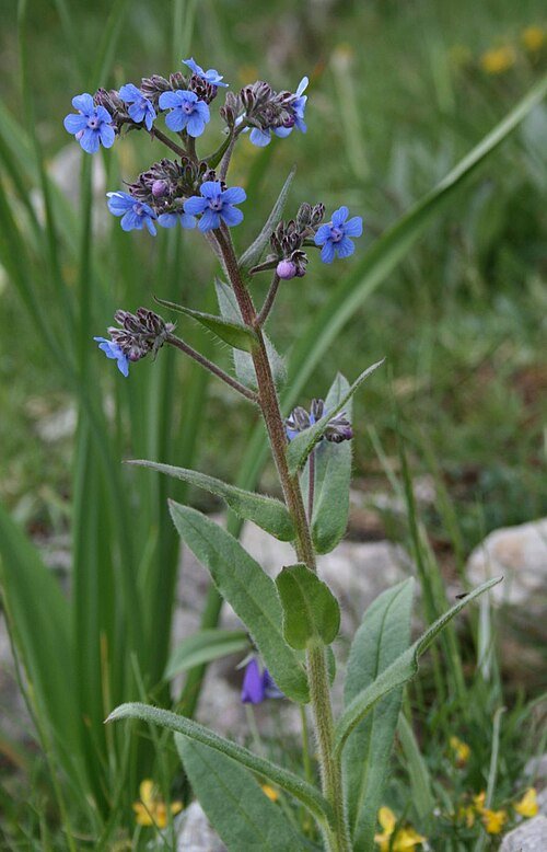 Anchusa barrelieri bloeiende blauwe wilde bloem op groen blad achtergrond.