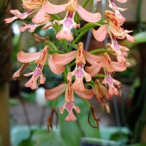 Purple and white Cynorkis gibbosa orchid flowers in a conservatory setting.