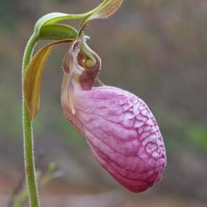 Winterharde Cypripedium bloem met groen blad en delicate bloemblaadjes.