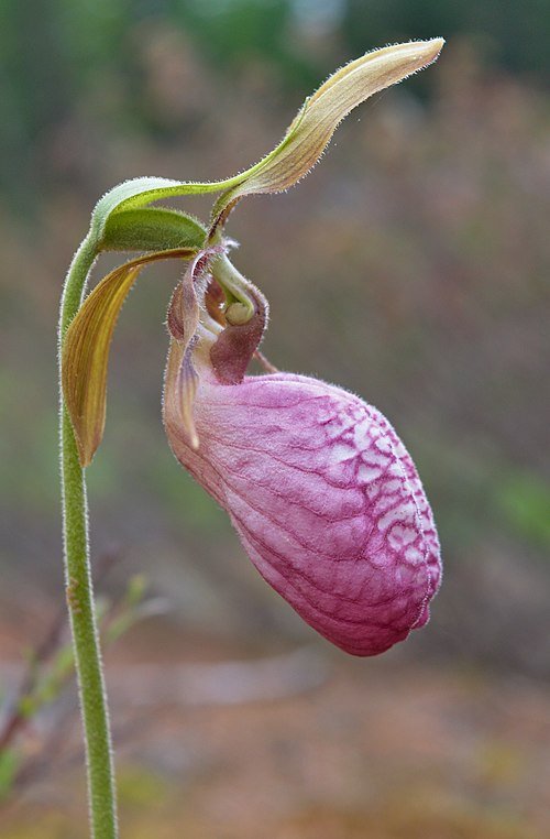 Winterharde Cypripedium bloem met groen blad en delicate bloemblaadjes.