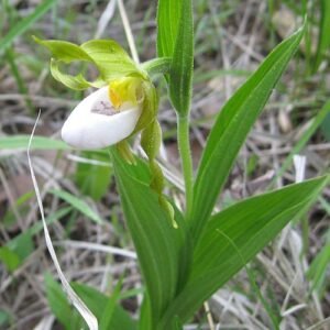 Witte Cypripedium candidum orchidee bloem op Bluegrass achtergrond.