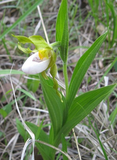 Witte Cypripedium candidum orchidee bloem op Bluegrass achtergrond.
