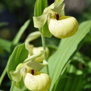 Yellow Cypripedium flavum orchid flower in full bloom on natural background.