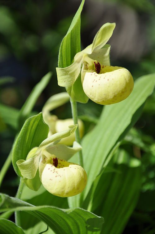 Yellow Cypripedium flavum orchid flower in full bloom on natural background.
