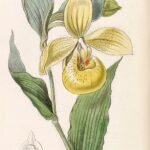 Bloem van Cypripedium irapeanum met tijgerprint bloemblaadjes op groene stengel.
