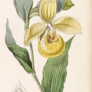 Bloem van Cypripedium irapeanum met tijgerprint bloemblaadjes op groene stengel.