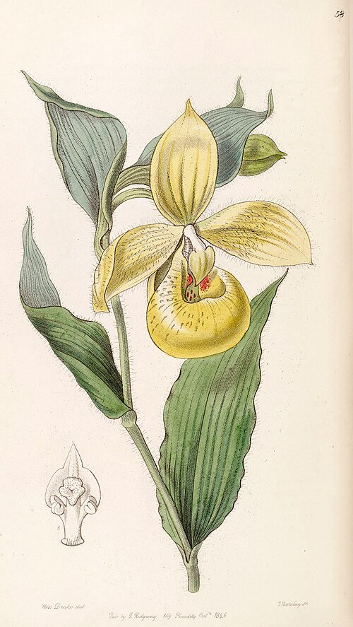 Bloem van Cypripedium irapeanum met tijgerprint bloemblaadjes op groene stengel.
