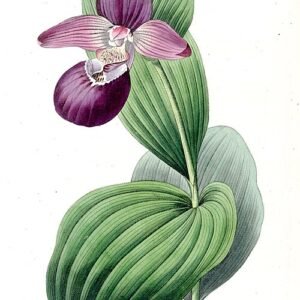 Close-up van winterharde Cypripedium macranthos orchidee met roze en witte bloemblaadjes.