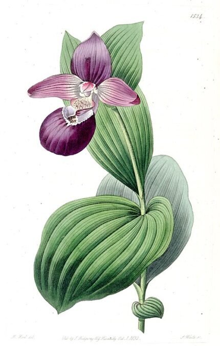 Close-up van winterharde Cypripedium macranthos orchidee met roze en witte bloemblaadjes.