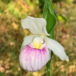 Cypripedium reginae orchidee met grote witte bloemen en groene bladeren.