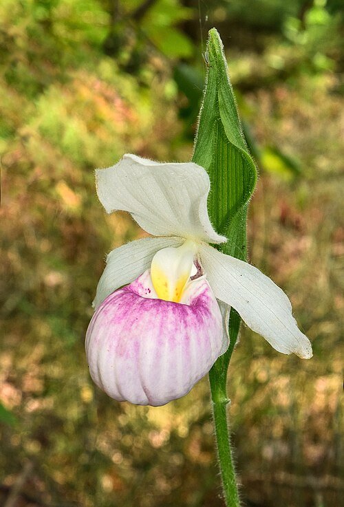 Cypripedium reginae orchidee met grote witte bloemen en groene bladeren.