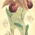 Cypripedium tibeticum orchidee met levendige paarse bloemblaadjes en groene bladeren.
