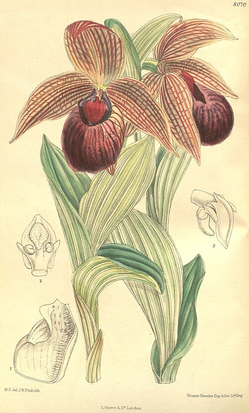 Cypripedium tibeticum orchidee met levendige paarse bloemblaadjes en groene bladeren.