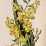 Mooie Cyrtopodium andersonii orchidee met groene bladeren en delicaat bloeim in halfschaduw.