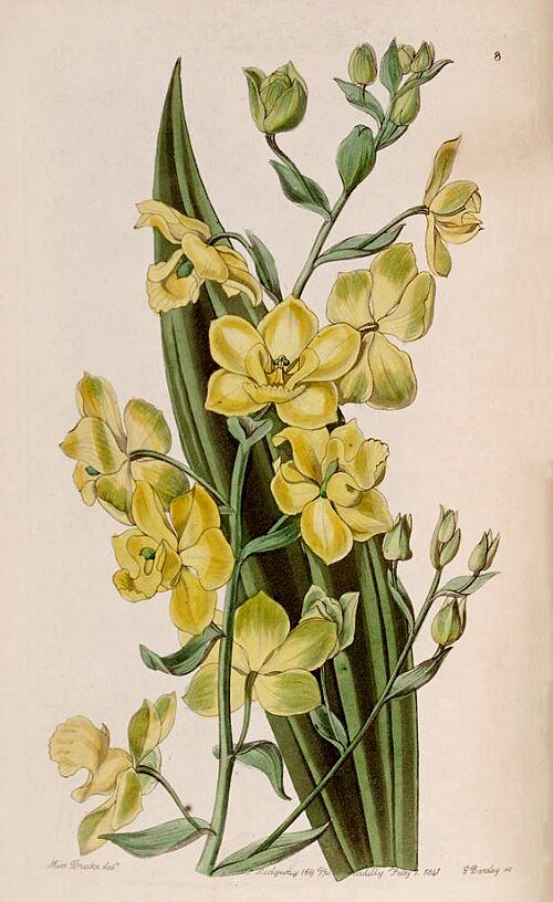 Mooie Cyrtopodium andersonii orchidee met groene bladeren en delicaat bloeim in halfschaduw.