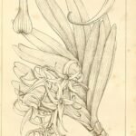 Cyrtorchis orchidee met paarse gebogen bloemblaadjes op 500px.