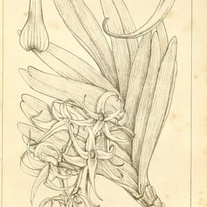 Cyrtorchis orchidee met paarse gebogen bloemblaadjes op 500px.