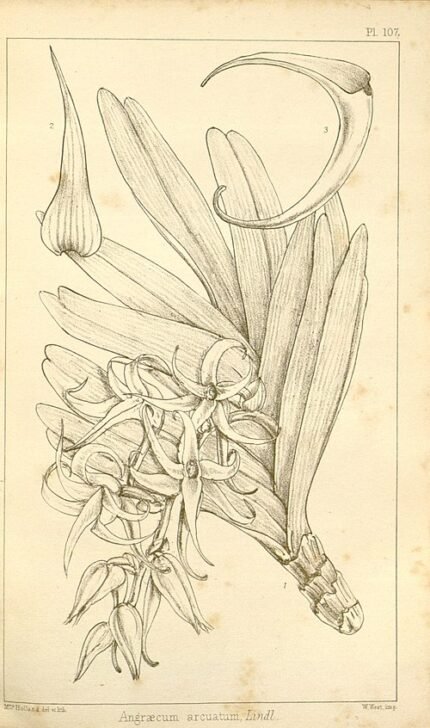 Cyrtorchis orchidee met paarse gebogen bloemblaadjes op 500px.