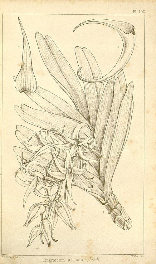 Cyrtorchis orchidee met paarse gebogen bloemblaadjes op 500px.