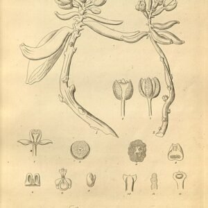 Close-up van bloeiende Cyrtosia javanica plant met groene bladeren.