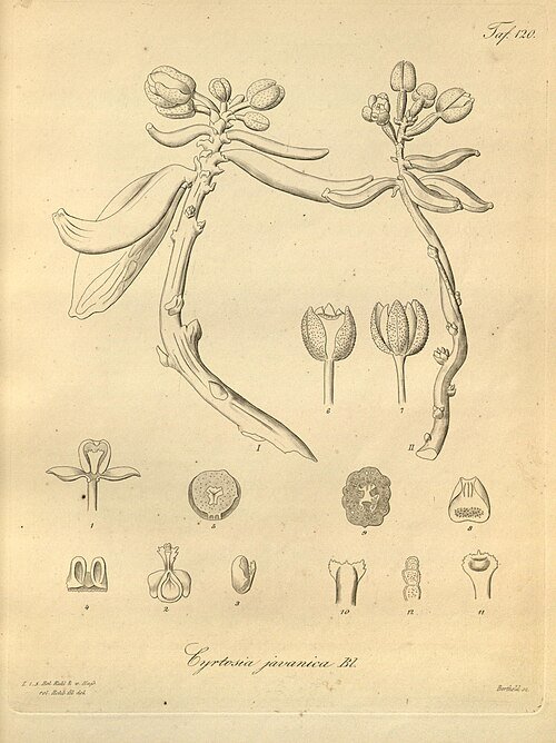 Close-up van bloeiende Cyrtosia javanica plant met groene bladeren.