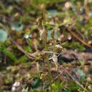 Cyrtostylis orchidee met witte bloemen en groene bladeren op neutrale achtergrond.