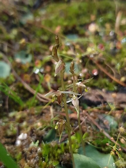 Cyrtostylis orchidee met witte bloemen en groene bladeren op neutrale achtergrond.