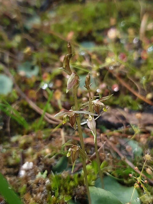 Cyrtostylis orchidee met witte bloemen en groene bladeren op neutrale achtergrond.