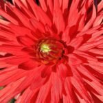 Dahlia bloem met cactusvormige bloemblaadjes in felgeel en oranje.