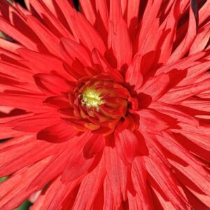 Dahlia bloem met cactusvormige bloemblaadjes in felgeel en oranje.