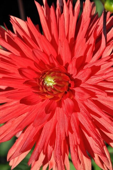 Dahlia bloem met cactusvormige bloemblaadjes in felgeel en oranje.
